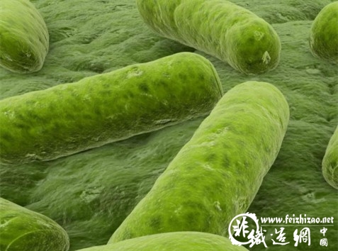 细菌小图.jpg